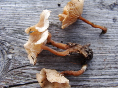 Collybia eucalyptorum