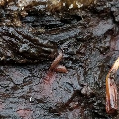 Trichoniscus pusillus