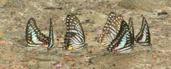 Graphium xenocles