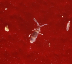 Entomobrya albocincta