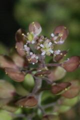 Lepidium oblongum