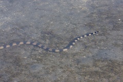 Hydrophis coggeri