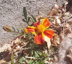 Tagetes lemmonii
