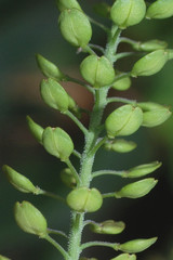 Lepidium oblongum