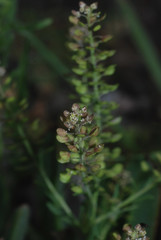Lepidium oblongum