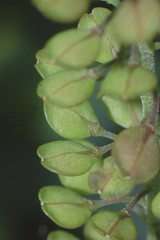 Lepidium oblongum