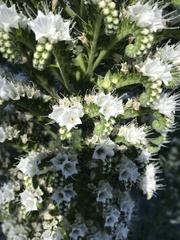 Echium simplex