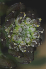 Lepidium oblongum