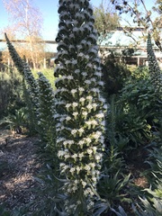 Echium simplex