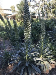 Echium simplex