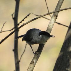 Polioptila albiloris