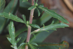 Lepidium oblongum