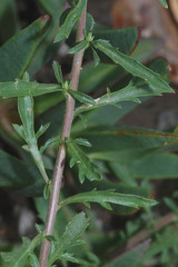 Lepidium oblongum