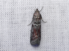 Laodamia faecella