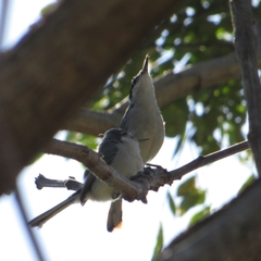 Polioptila albiloris