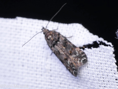 Teleiopsis diffinis