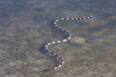 Hydrophis coggeri