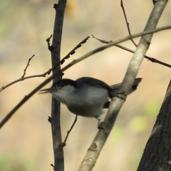 Polioptila albiloris