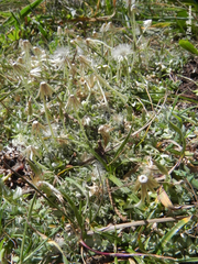 Chevreulia sarmentosa