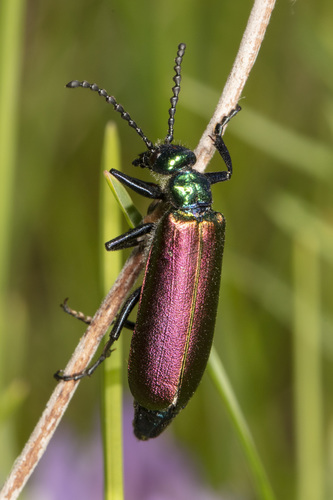 Nuttall's blister beetle