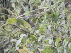 Papilio memnon agenor