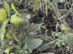 Papilio memnon agenor