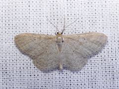 Idaea sylvestraria