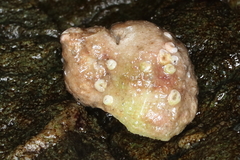 Ariadnaria insignis