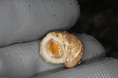 Ariadnaria insignis