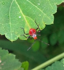 Heteroptera