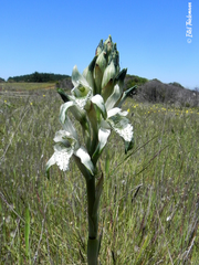 Chloraea piquichen