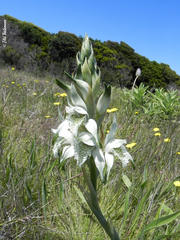 Chloraea piquichen
