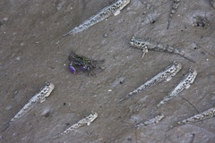 Periophthalmus argentilineatus