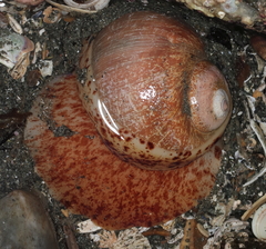 Cryptonatica aleutica