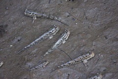 Periophthalmus argentilineatus