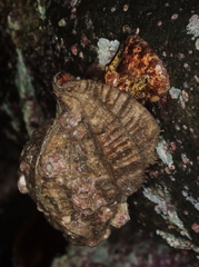 Fusitriton oregonensis