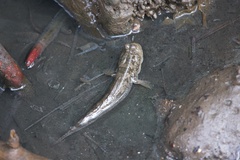 Periophthalmus argentilineatus