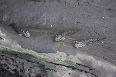 Periophthalmus argentilineatus