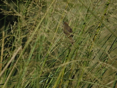Phacellodomus striaticollis
