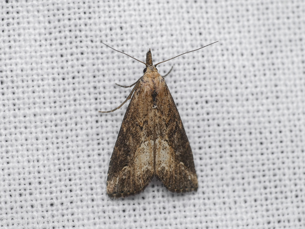 Pinion-streaked Snout (Moths of Antequera (Málaga/ Andalusia/ Spain ...