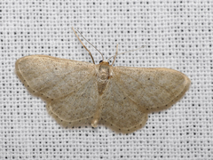 Idaea sylvestraria