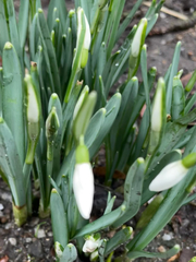 Galanthus nivalis