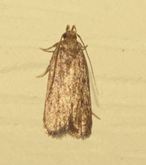 Glyphidocera juniperella