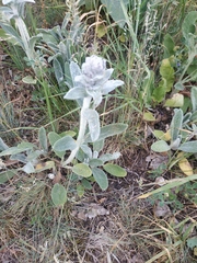 Stachys cretica