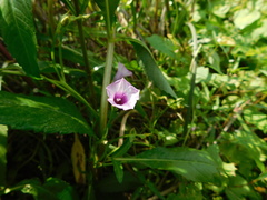 Ipomoea grandifolia