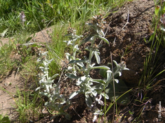 Gamochaeta antillana