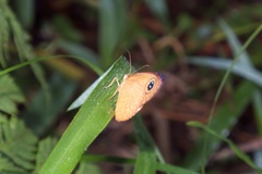 Ypthima sesara