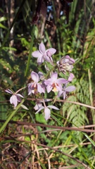 Spathoglottis pacifica