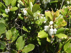 Gaultheria insana