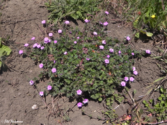 Geranium berteroanum